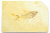 Detailed Fossil Fish (Diplomystus) - Wyoming #372322-1